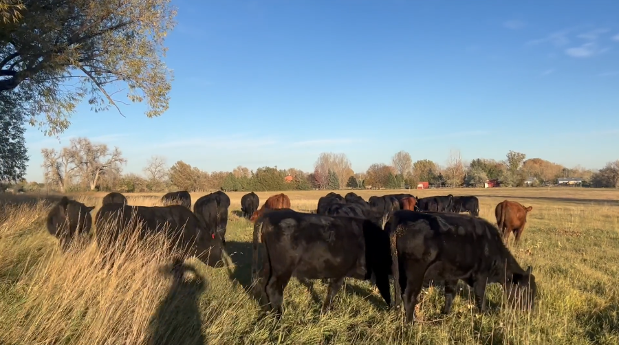 Won’t find a better price – later calving heifers!- BH1110A5